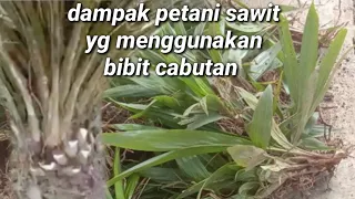 dampak petani sawit yang menggunakan bibit cabutan