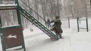 ДРЕССИРОВКА СОБАК-ПРЕОДОЛЕНИЕ ПРЕПЯТСТВИЙ