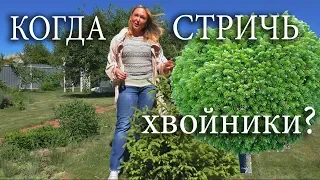 Формирование хвойных ,обрезка сосны, живая изгородь