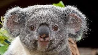 ТОП 5 Лучшие видео про коал. Милая и смешная коала.