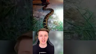 Biggest Snakes Ever Found