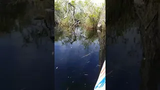 🐊 Kayaking Next To Alligators 😱 #kayaking #alligator #vacation #viral #shorts 🐊