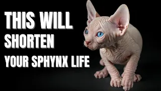 6 Common Mistakes That Shorten Your Sphynx Cat's Life