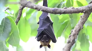 True Facts About The Fruit Bat