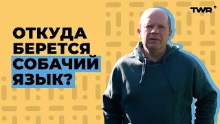 Откуда берется собачий язык? | Александр Чмут