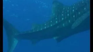 Freediving with Whale shark-צלילה חופשית