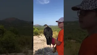 Flying a peregrine falcon