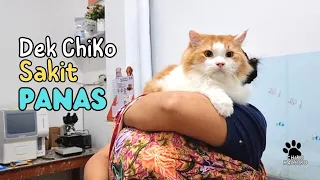 Dek Chiko Sakit Panas. funny video try not to laugh funny pets animals cat cats pet kucing hachiko