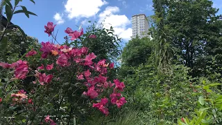 The Hidden Garden in the West End