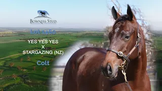 Lot 1460:   Yes Yes Yes x Stargazing (NZ) colt