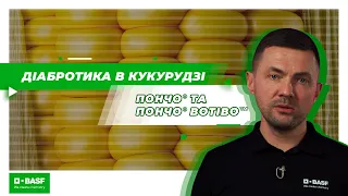 Діабротика на кукурудзі: захист посівів та контроль шкідника