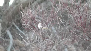 Upcher's Warbler (?) - Takantara, South Africa