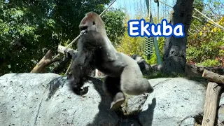 Gorilla 💎 Ekuba runs, runs, runs🌟 boys are running 💎 San Diego Zoo