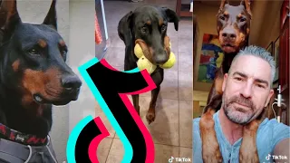 Most Badass Doberman TikTok Compilation | Dogs Of TikTok
