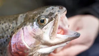 Tricky Rainbow Trout Fishing - Which Lure Did The Trick?