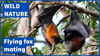 Flying foxes mating [Grey-headed flying fox - Pteropus poliocephalus]