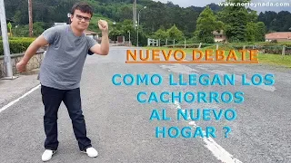 NUEVO DEBATE - Como llegan los cachorros por primera vez a su nueva casa ?