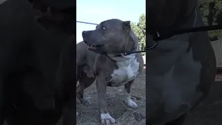 Badly injured Pitbull on the railroad tracks - full video: www.HopeForPaws.org 🚂