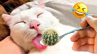 Funniest Animal Moments 😂 Best Funny Dogs🐶 and Cats😻 Videos 2023!