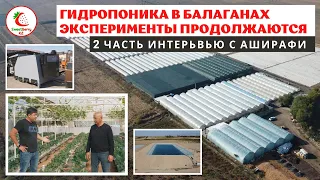 Выращивание клубники методом малообъемной гидропоники в балаганах!!! Каменная вата, кокос, торф.