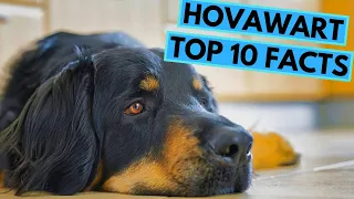 Hovawart - TOP 10 Interesting Facts