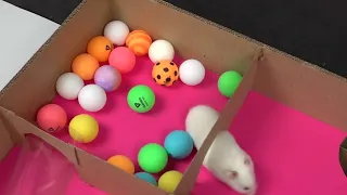 12 🐹 World's Largest Hamster Maze  Obstacle course!