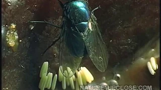 Life cycle of the fly, flies laying egg, eggs hatching