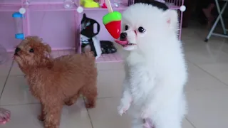 Funny Cutest Pomeranian Poodle Puppies  vs Ice Cream | MR PET #16