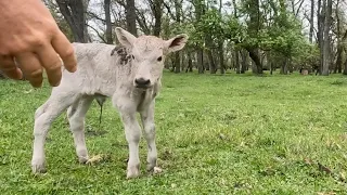 What is the Story With This Calf??