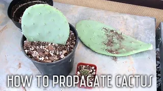 How to turn one plant into many plants | Propagate prickly pear with me!