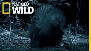 New Zealand's Most Famous Bird | Wild New Zealand