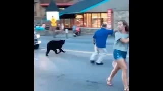 Bear runs through downtown Gatlinburg