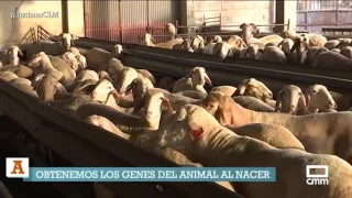 La genómica y el control mamario de la raza ovina. 20/04/2017.