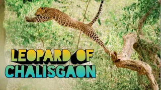 Man Eater Leopard Of Chalisgaon । चालीसगांव का आदमखोर तेंदुआ । Shikar Story । शिकार कहानी । Hunting