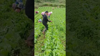 Weeding On The Vegetable Fields #satisfying #shot