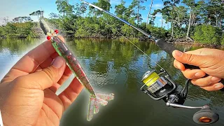 É INCRÍVEL! ESSE LUGAR TEM MAIS ROBALO QUE ÁGUA! PESCARIA DE ROBALO FLECHA NO MANGUE!