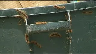 How to keep the gypsy moth caterpillars away