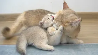 Mother cat's hug is very vigorous || Tiny kittens get a little spanking by their mom cat