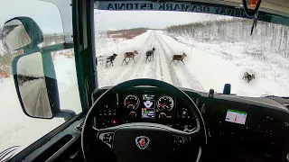 POV Driving Scania R580 - Reindeer on the road