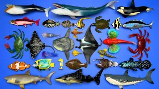 30 Marine Animals: Megalodon, Orca, Blue Whale, Manta Ray, Sunfish, Crab, Turtle, Tuna, Etc.  MN044