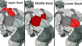 Top 4 Exercises Upper Middle & Lower Back Workout at Gym for Big Wide Back