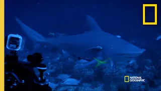 Diving With Bullsharks  | World's Biggest Bullshark