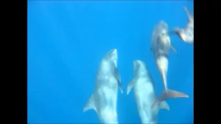 Dolphins at Alor Divers, Indonesia July 2015