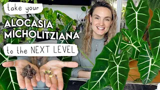 My Secrets To Growing Alocasia Frydek HUGE 🌱 Levelling Up My Alocasia Micholitziana