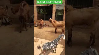 S.K.M GOAT FARM (NADIA=BETAI)