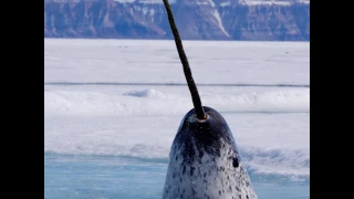 A New Narwhal Discovery