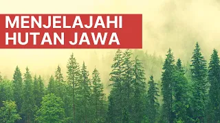 Fenomena Hutan Di Jawa Tahun Ini #tanaman #duniaflora #indonesia