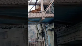 tiger Tulsa zoo