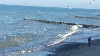 Кружится чайка в медленном вальсе.