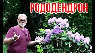 Rhododendron How to plant and grow